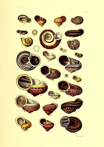 Reproducción/Reproduction 49491334778: Thesaurus conchyliorum, or, Monographs of genera of shells. London :Sowerby ...,1847-1887.. 