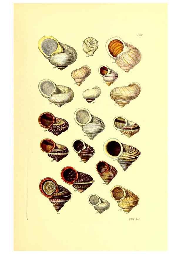 Reproducción/Reproduction 49491335048: Thesaurus conchyliorum, or, Monographs of genera of shells. London :Sowerby ...,1847-1887.. 