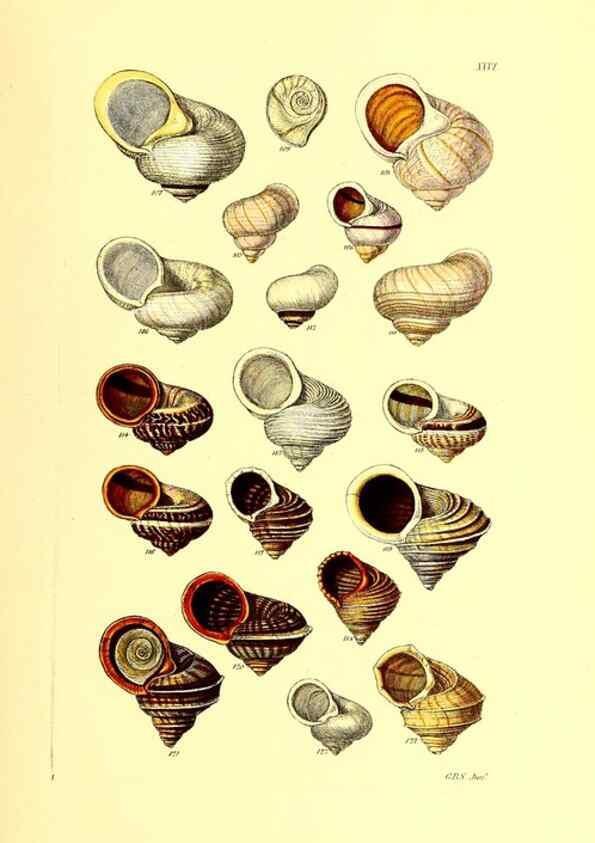 Reproducción/Reproduction 49491335048: Thesaurus conchyliorum, or, Monographs of genera of shells. London :Sowerby ...,1847-1887.. 