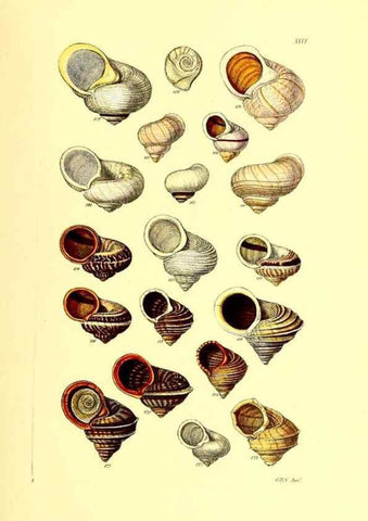 Reproducción/Reproduction 49491335048: Thesaurus conchyliorum, or, Monographs of genera of shells. London :Sowerby ...,1847-1887.. 