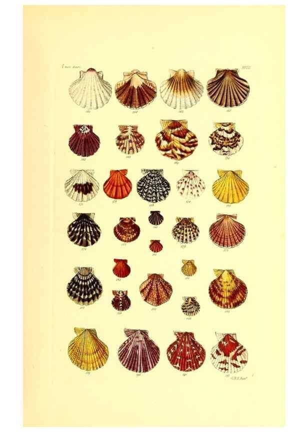 Reproducción/Reproduction 49491834661: Thesaurus conchyliorum, or, Monographs of genera of shells. London :Sowerby ...,1847-1887.. 