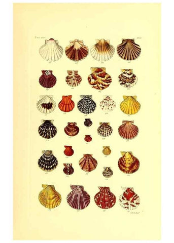Reproducción/Reproduction 49491834661: Thesaurus conchyliorum, or, Monographs of genera of shells. London :Sowerby ...,1847-1887.. 