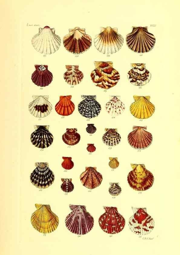 Reproducción/Reproduction 49491834661: Thesaurus conchyliorum, or, Monographs of genera of shells. London :Sowerby ...,1847-1887.. 