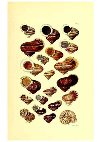 Reproducción/Reproduction 49491836561: Thesaurus conchyliorum, or, Monographs of genera of shells. London :Sowerby ...,1847-1887.. 
