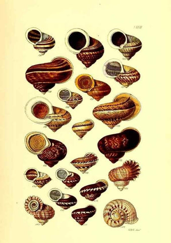 Reproducción/Reproduction 49491836561: Thesaurus conchyliorum, or, Monographs of genera of shells. London :Sowerby ...,1847-1887.. 