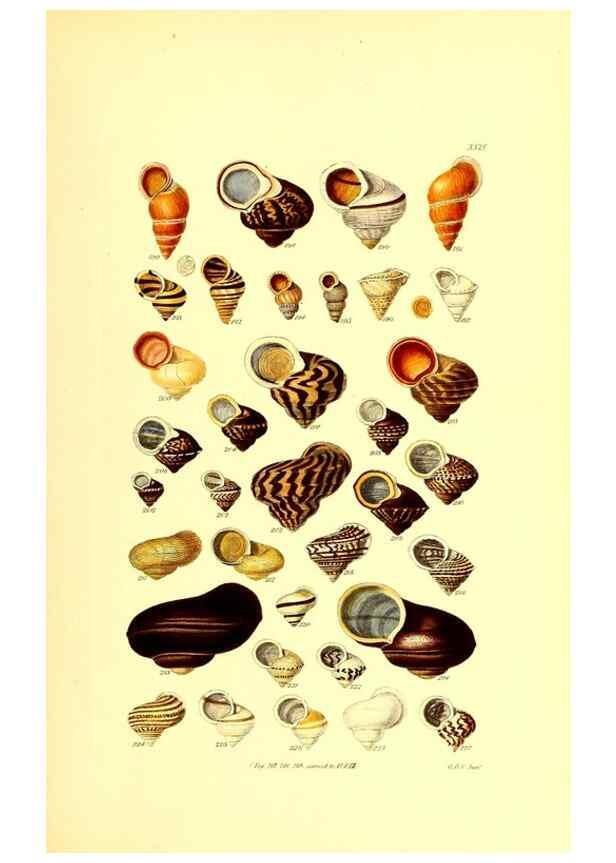 Reproducción/Reproduction 49492047327: Thesaurus conchyliorum, or, Monographs of genera of shells. London :Sowerby ...,1847-1887.. 
