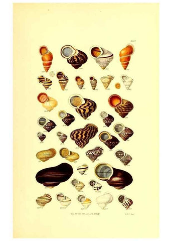 Reproducción/Reproduction 49492047327: Thesaurus conchyliorum, or, Monographs of genera of shells. London :Sowerby ...,1847-1887.. 