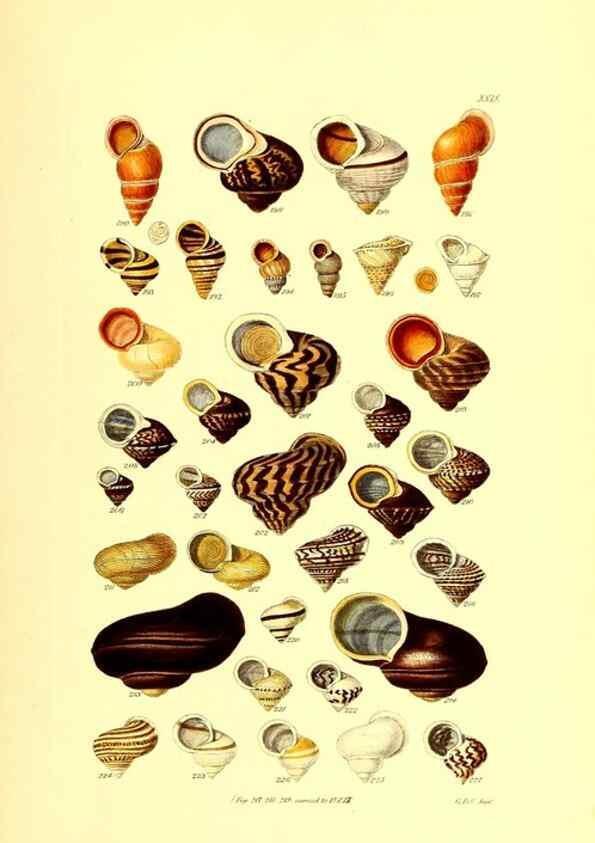 Reproducción/Reproduction 49492047327: Thesaurus conchyliorum, or, Monographs of genera of shells. London :Sowerby ...,1847-1887.. 