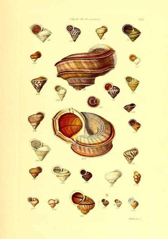 Reproducción/Reproduction 49492047727: Thesaurus conchyliorum, or, Monographs of genera of shells. London :Sowerby ...,1847-1887.. 