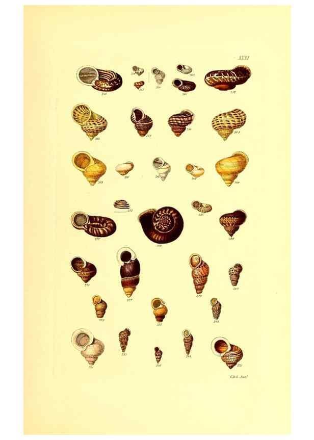 Reproducción/Reproduction 49491837766: Thesaurus conchyliorum, or, Monographs of genera of shells. London :Sowerby ...,1847-1887.. 