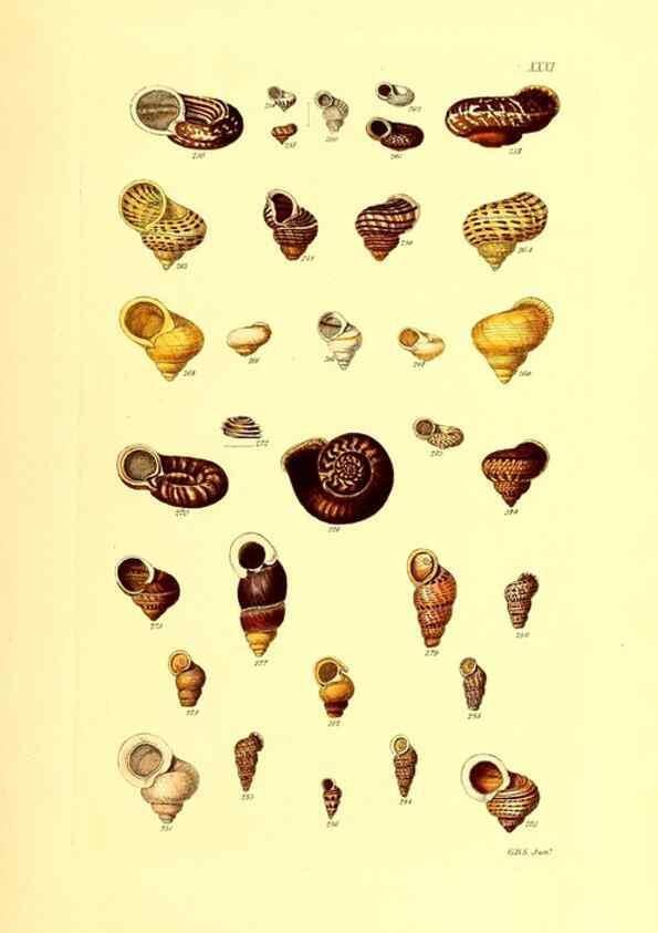 Reproducción/Reproduction 49491837766: Thesaurus conchyliorum, or, Monographs of genera of shells. London :Sowerby ...,1847-1887.. 