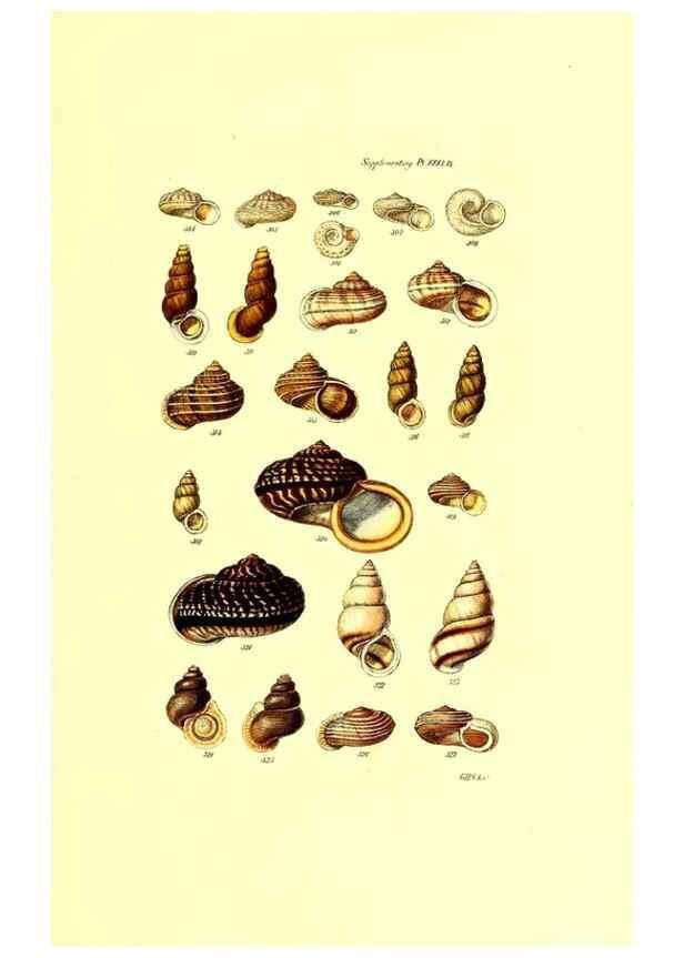 Reproducción/Reproduction 49492048347: Thesaurus conchyliorum, or, Monographs of genera of shells. London :Sowerby ...,1847-1887.. 
