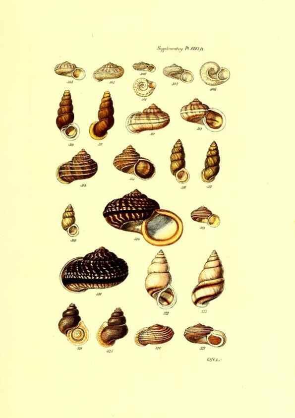 Reproducción/Reproduction 49492048347: Thesaurus conchyliorum, or, Monographs of genera of shells. London :Sowerby ...,1847-1887.. 