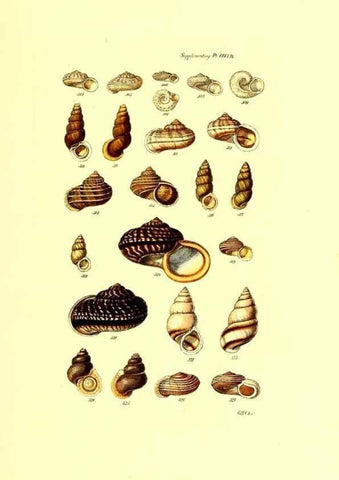 Reproducción/Reproduction 49492048347: Thesaurus conchyliorum, or, Monographs of genera of shells. London :Sowerby ...,1847-1887.. 