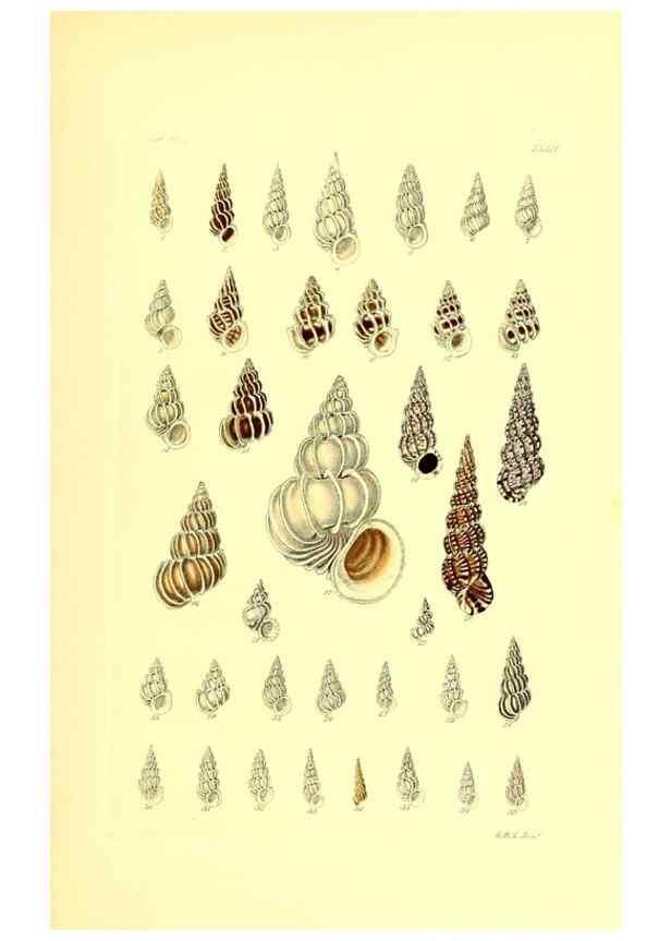 Reproducción/Reproduction 49491838351: Thesaurus conchyliorum, or, Monographs of genera of shells. London :Sowerby ...,1847-1887.. 