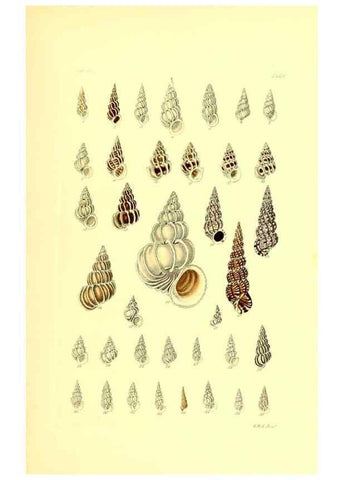 Reproducción/Reproduction 49491838351: Thesaurus conchyliorum, or, Monographs of genera of shells. London :Sowerby ...,1847-1887.. 