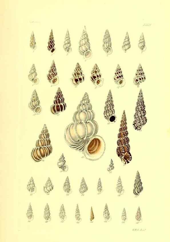 Reproducción/Reproduction 49491838351: Thesaurus conchyliorum, or, Monographs of genera of shells. London :Sowerby ...,1847-1887.. 