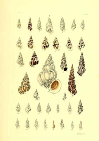 Reproducción/Reproduction 49491838351: Thesaurus conchyliorum, or, Monographs of genera of shells. London :Sowerby ...,1847-1887.. 