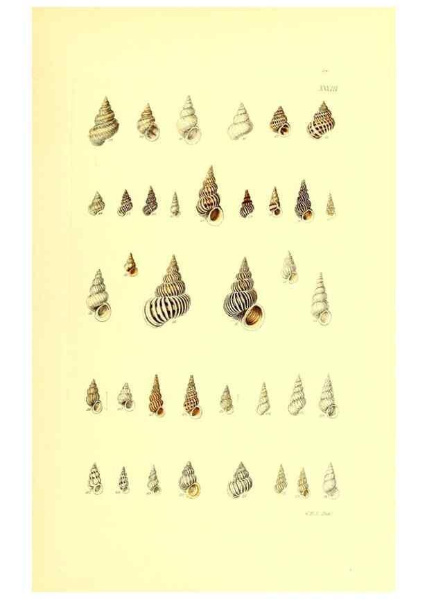 Reproducción/Reproduction 49491337168: Thesaurus conchyliorum, or, Monographs of genera of shells. London :Sowerby ...,1847-1887.. 