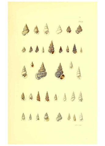 Reproducción/Reproduction 49491337168: Thesaurus conchyliorum, or, Monographs of genera of shells. London :Sowerby ...,1847-1887.. 