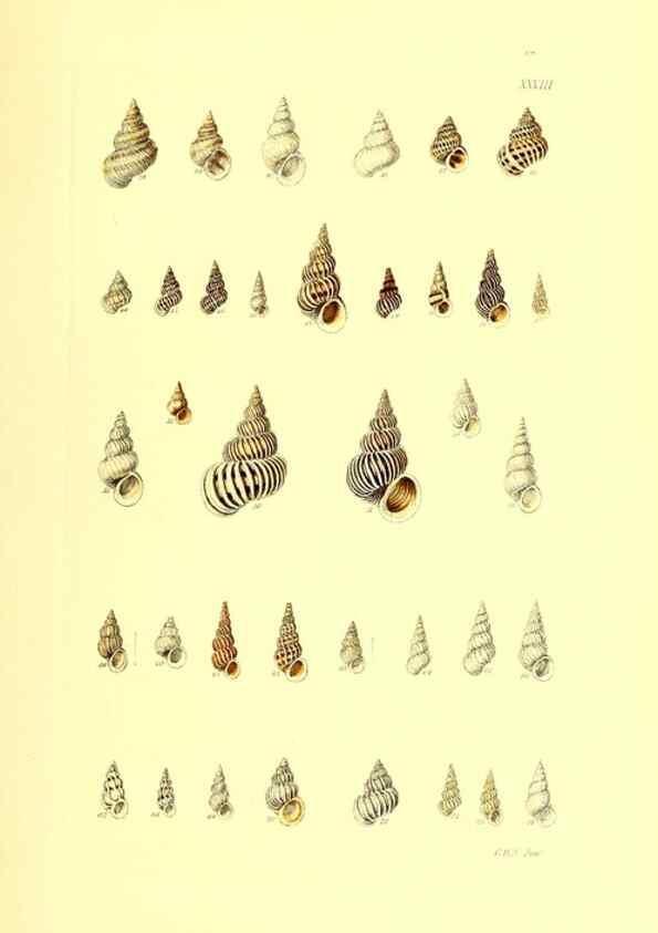 Reproducción/Reproduction 49491337168: Thesaurus conchyliorum, or, Monographs of genera of shells. London :Sowerby ...,1847-1887.. 