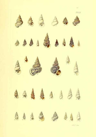 Reproducción/Reproduction 49491337168: Thesaurus conchyliorum, or, Monographs of genera of shells. London :Sowerby ...,1847-1887.. 