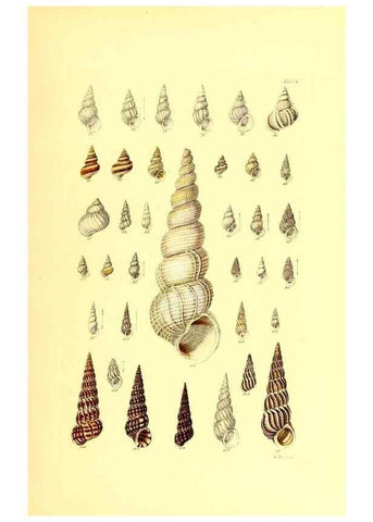 Reproducción/Reproduction 49492049137: Thesaurus conchyliorum, or, Monographs of genera of shells. London :Sowerby ...,1847-1887.. 