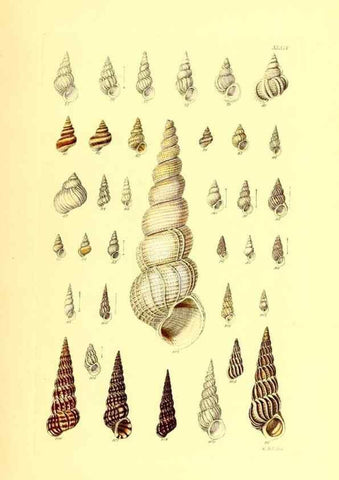 Reproducción/Reproduction 49492049137: Thesaurus conchyliorum, or, Monographs of genera of shells. London :Sowerby ...,1847-1887.. 