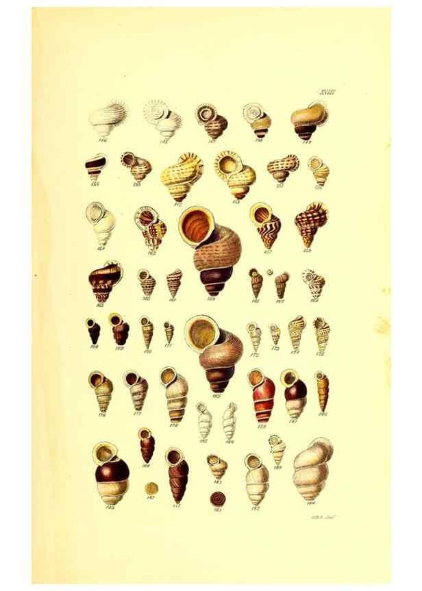 Reproducción/Reproduction 49491836931: Thesaurus conchyliorum, or, Monographs of genera of shells. London :Sowerby ...,1847-1887.. 