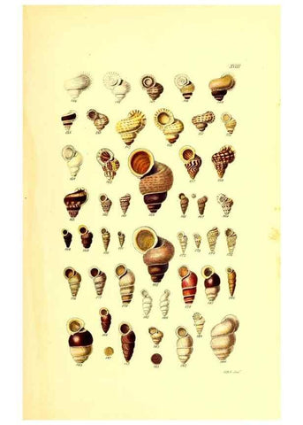 Reproducción/Reproduction 49491836931: Thesaurus conchyliorum, or, Monographs of genera of shells. London :Sowerby ...,1847-1887.. 