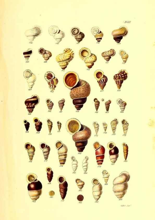 Reproducción/Reproduction 49491836931: Thesaurus conchyliorum, or, Monographs of genera of shells. London :Sowerby ...,1847-1887.. 