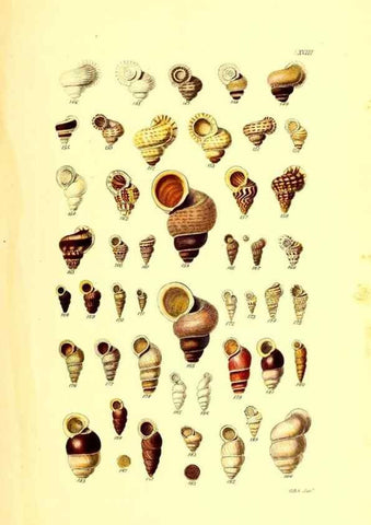 Reproducción/Reproduction 49491836931: Thesaurus conchyliorum, or, Monographs of genera of shells. London :Sowerby ...,1847-1887.. 