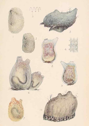 Reproducción/Reproduction 49487882193: The British Tunicata;. London,Printed for the Ray society,1905-12.. 