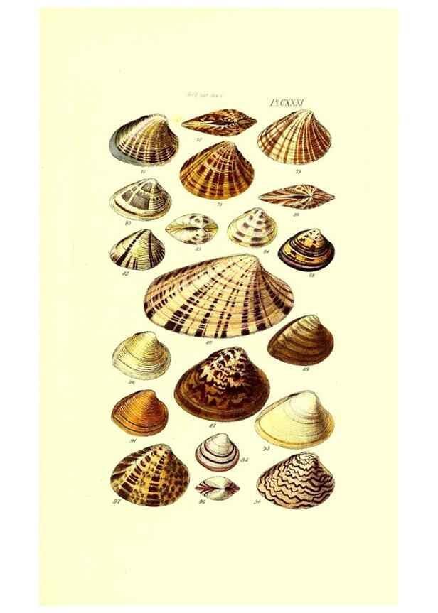 Reproducción/Reproduction 49491420098: Thesaurus conchyliorum, or, Monographs of genera of shells. London :Sowerby ...,1847-1887.. 