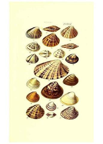 Reproducción/Reproduction 49491420098: Thesaurus conchyliorum, or, Monographs of genera of shells. London :Sowerby ...,1847-1887.. 