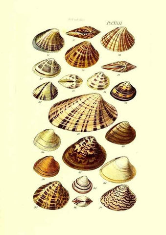 Reproducción/Reproduction 49491420098: Thesaurus conchyliorum, or, Monographs of genera of shells. London :Sowerby ...,1847-1887.. 