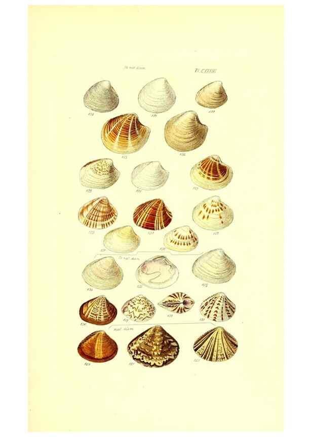 Reproducción/Reproduction 49491921396: Thesaurus conchyliorum, or, Monographs of genera of shells. London :Sowerby ...,1847-1887.. 