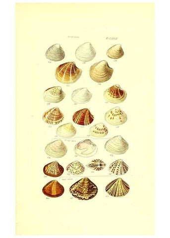 Reproducción/Reproduction 49491921396: Thesaurus conchyliorum, or, Monographs of genera of shells. London :Sowerby ...,1847-1887.. 