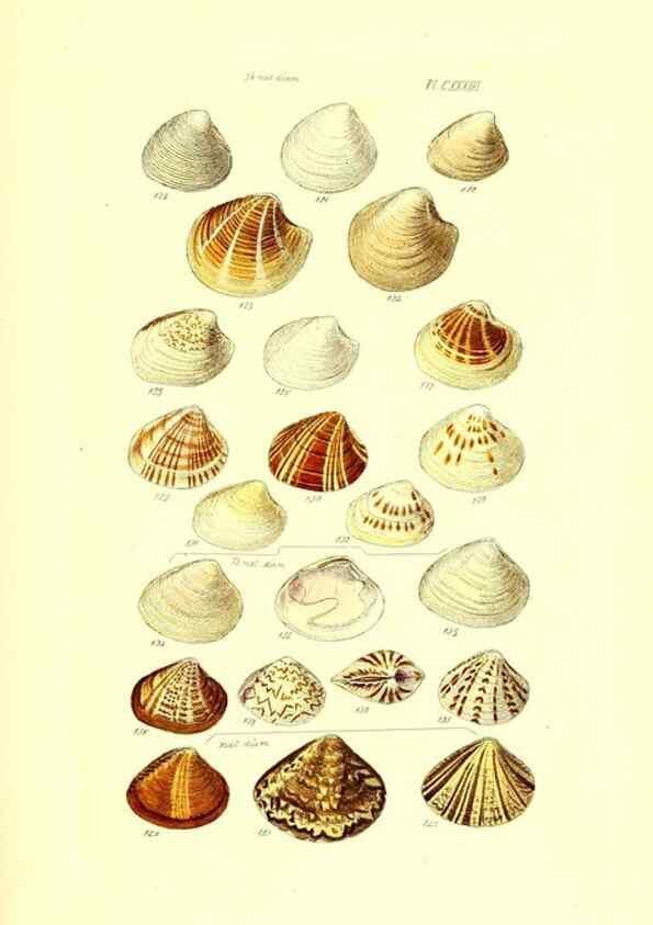 Reproducción/Reproduction 49491921396: Thesaurus conchyliorum, or, Monographs of genera of shells. London :Sowerby ...,1847-1887.. 