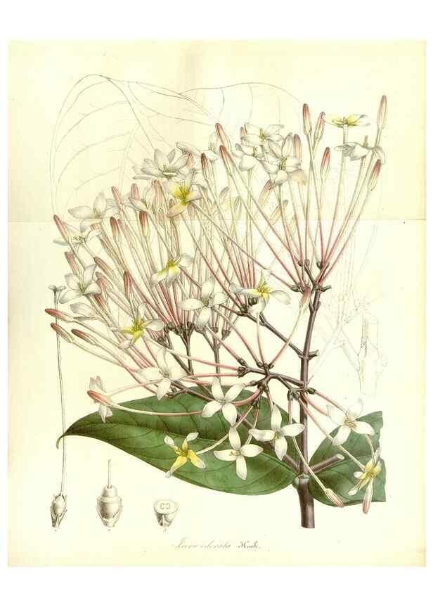 Reproducción/Reproduction 49492461077: Flore des serres et des jardins de l'Europe. A Gand :chez Louis van Houtte, eÌditeur,1845-1880.. 