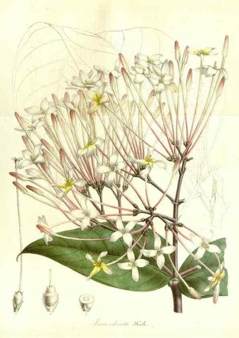 Reproducción/Reproduction 49492461077: Flore des serres et des jardins de l'Europe. A Gand :chez Louis van Houtte, eÌditeur,1845-1880.. 