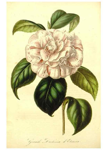 Reproducción/Reproduction 49492461262: Flore des serres et des jardins de l'Europe. A Gand :chez Louis van Houtte, eÌditeur,1845-1880.. 