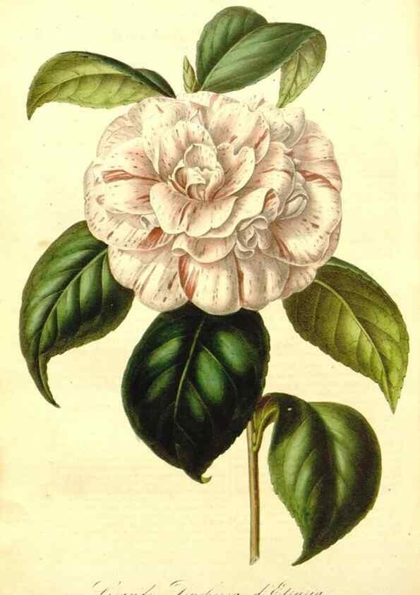 Reproducción/Reproduction 49492461262: Flore des serres et des jardins de l'Europe. A Gand :chez Louis van Houtte, eÌditeur,1845-1880.. 