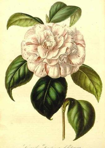 Reproducción/Reproduction 49492461262: Flore des serres et des jardins de l'Europe. A Gand :chez Louis van Houtte, eÌditeur,1845-1880.. 
