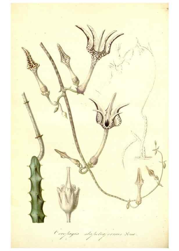 Reproducción/Reproduction 49492461397: Flore des serres et des jardins de l'Europe. A Gand :chez Louis van Houtte, eÌditeur,1845-1880.. 