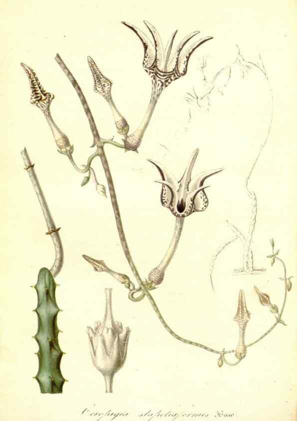 Reproducción/Reproduction 49492461397: Flore des serres et des jardins de l'Europe. A Gand :chez Louis van Houtte, eÌditeur,1845-1880.. 