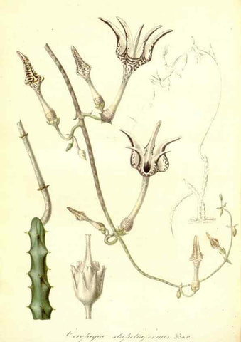 Reproducción/Reproduction 49492461397: Flore des serres et des jardins de l'Europe. A Gand :chez Louis van Houtte, eÌditeur,1845-1880.. 