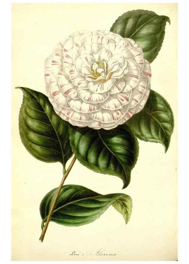 Reproducción/Reproduction 49491752348: Flore des serres et des jardins de l'Europe. A Gand :chez Louis van Houtte, eÌditeur,1845-1880.. 