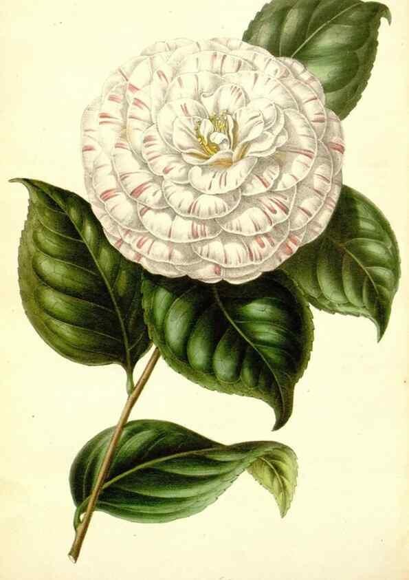 Reproducción/Reproduction 49491752348: Flore des serres et des jardins de l'Europe. A Gand :chez Louis van Houtte, eÌditeur,1845-1880.. 