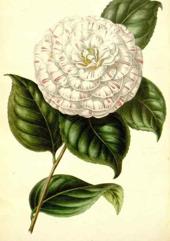 Reproducción/Reproduction 49491752348: Flore des serres et des jardins de l'Europe. A Gand :chez Louis van Houtte, eÌditeur,1845-1880.. 